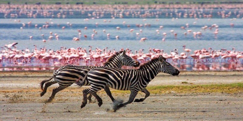 Two zebras galloping along the shore of Lake Nakuru with thousands of pink flamingos in the background, a quintessential scene for a Kenya travel guide