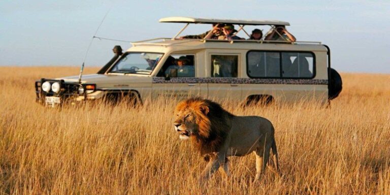 Male lion walking near a safari vehicle in the Masai Mara, highlighting the best Kenya safari tours and Big Five packages