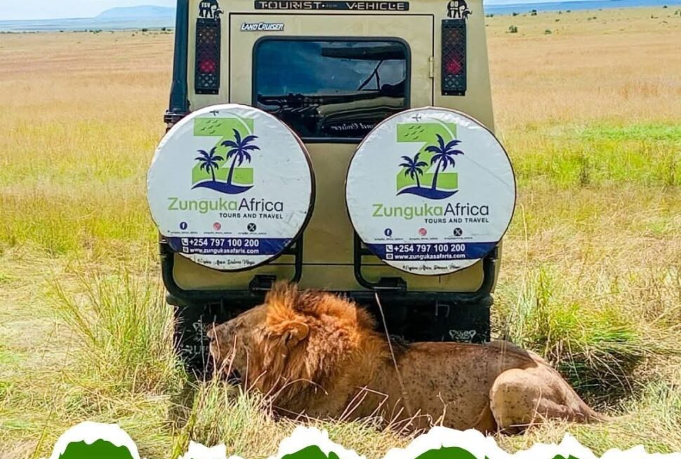 A Zunguka Africa safari land cruiser parked in the African savannah with a male lion resting in the grass behind it and a child looking out from the roof hatch