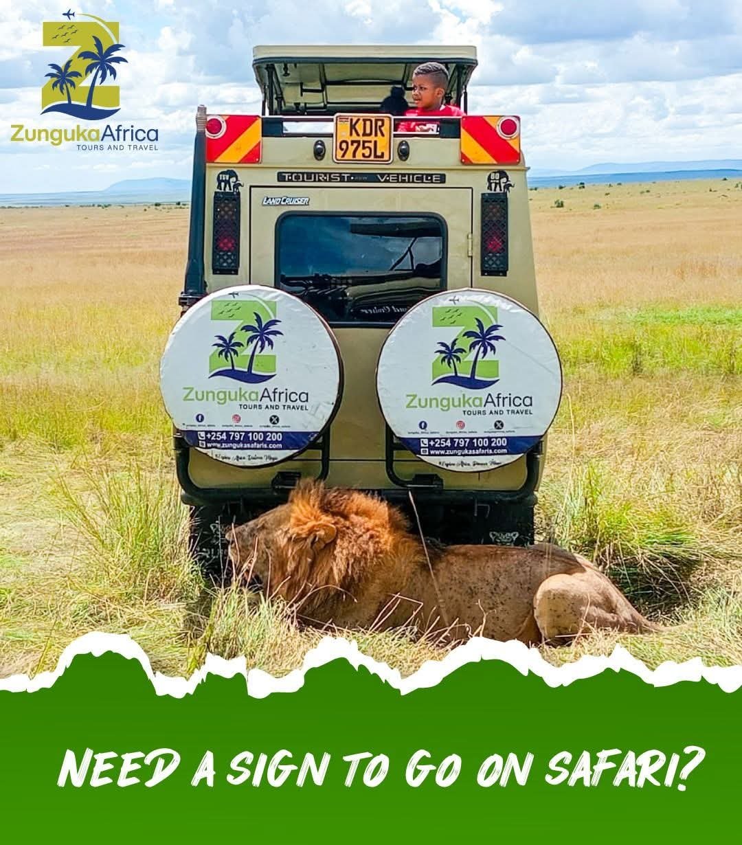 A Zunguka Africa safari land cruiser parked in the African savannah with a male lion resting in the grass behind it and a child looking out from the roof hatch